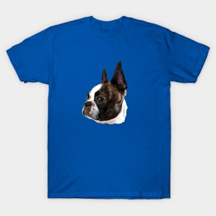 Boston Terrier Stunning Dog! T-Shirt